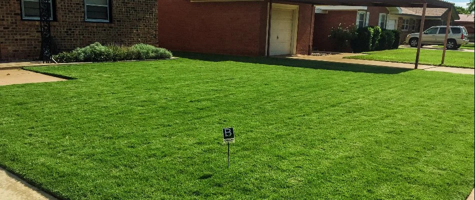 Residential lawn after a mow in Lubbock, TX.