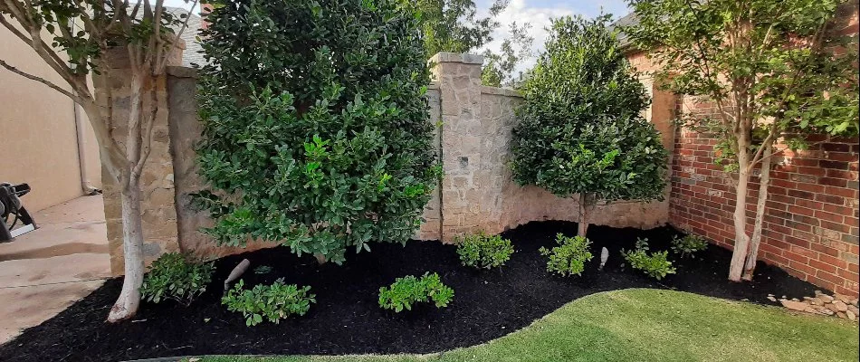 Mulched landscape in Hale Center, TX, with trees and small plants.