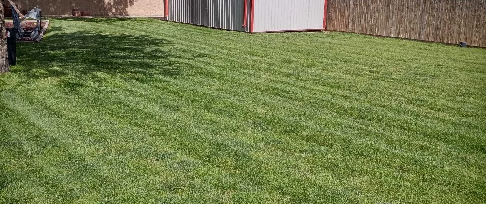 Neat lawn in Lubbock, TX, with mowing pattern.