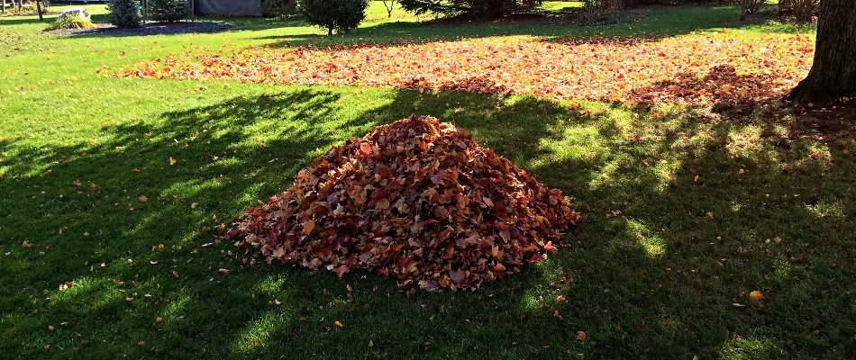 Pile of leaves on a lawn in Lubbock, TX, under a tree.