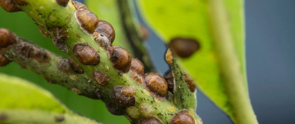 Scale bugs along the stem of a plant in Lubbock, TX.