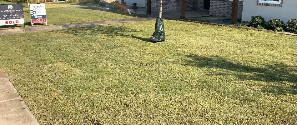 Sod installed on a lawn in Lubbock, TX.