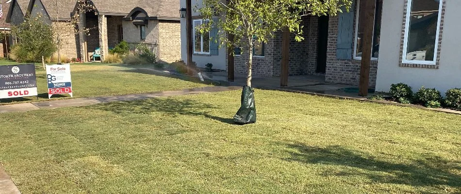 Sod on residential property in Lubbock, TX.