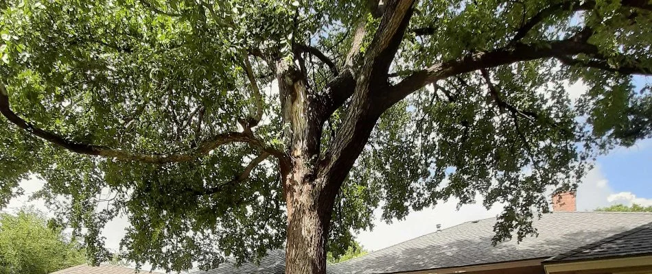 Tall lush tree in Slaton, TX.