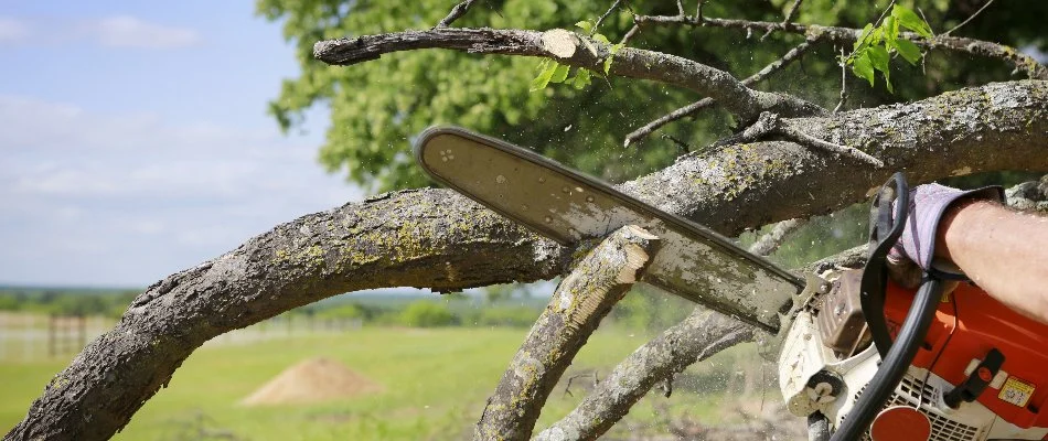 Tree being cut by a chainsaw in Lubbock, TX.