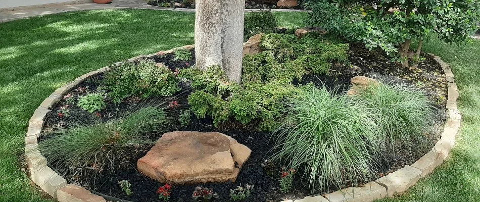 Trees and plants on a landscape bed in Petersburg, TX.