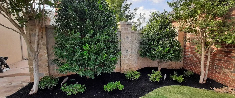 Trees and shrubs in mulched landscape bed in Seth Ward, TX.