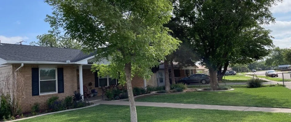 Trees in a front yard in Brownfield, TX.