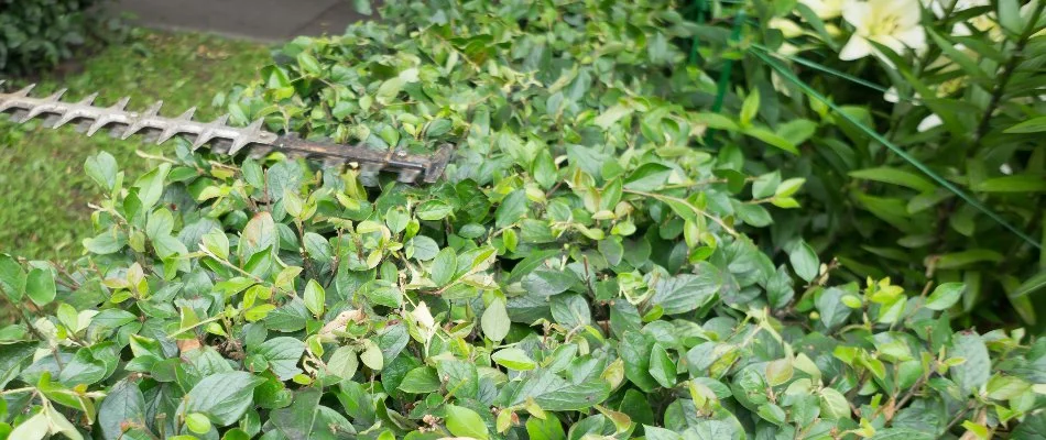 Trimming a green shrub in Lubbock, TX.